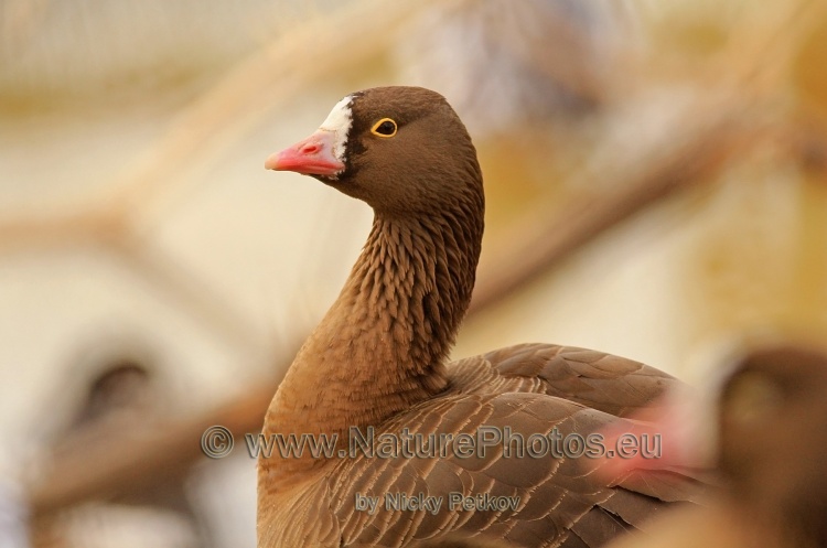 WildLife Photos of Birds, Geese, Ducks & others, Lesser White-fronted Goose, Anser erythropus